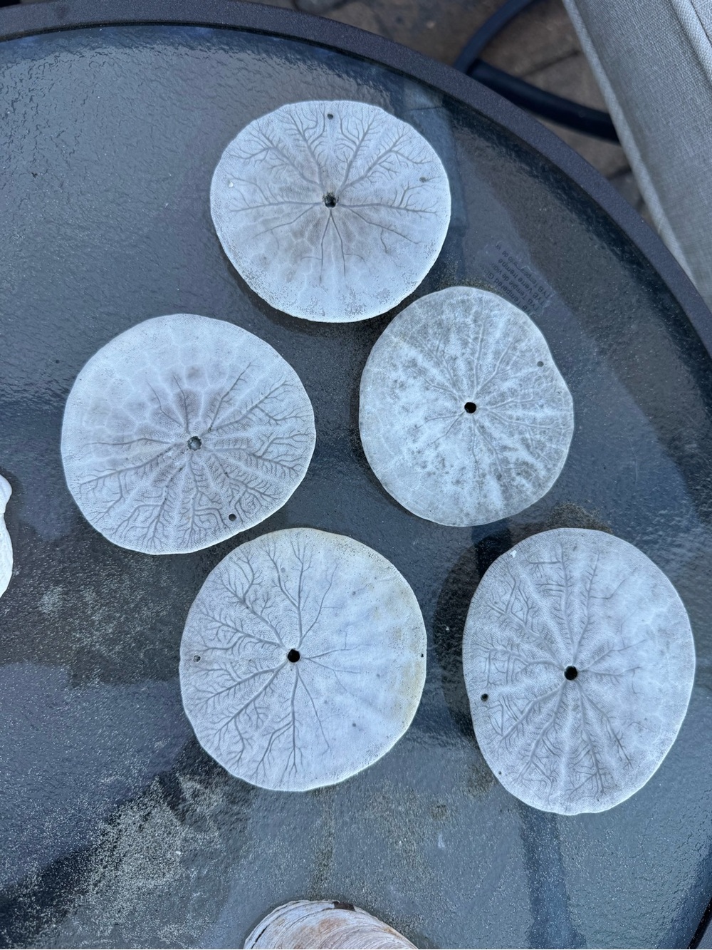 PNW Assorted White Seashell Collection - Picture 3 of 9